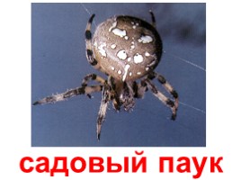 Виды пауков (иллюстрации для младшего школьного возраста), слайд 4