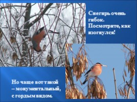 Птицы зимой, слайд 10