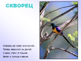Птицы в стихах, слайд 9
