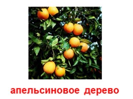 Плодовые деревья (иллюстрации для младшего школьного возраста), слайд 3