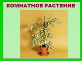 Что растёт? (иллюстрации для младшего школьного возраста), слайд 24