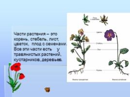 Части растения, слайд 2