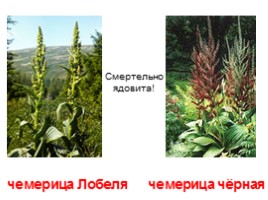 Ядовитые растения, слайд 6