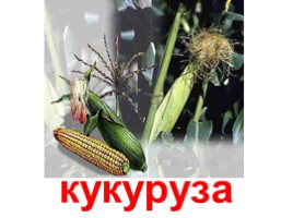 Зерновые растения (иллюстрации для младшего школьного возраста), слайд 12