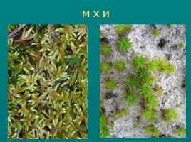 Многообразие растений (водоросли, мхи, папоротники, хвойные, цветковые), слайд 5