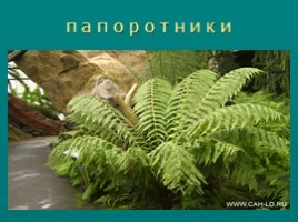 Многообразие растений (водоросли, мхи, папоротники, хвойные, цветковые), слайд 7