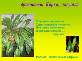 Комнатные растения, слайд 10