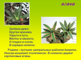 Комнатные растения, слайд 2