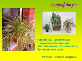 Комнатные растения, слайд 30