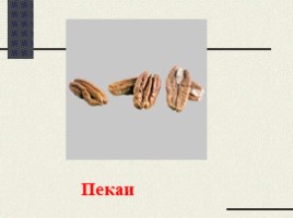 Орехи (иллюстрации для младшего школьного возраста), слайд 14