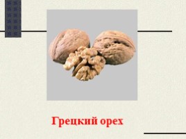 Орехи (иллюстрации для младшего школьного возраста), слайд 3