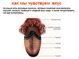 Анатомия человека, слайд 10