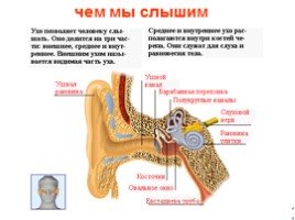 Анатомия человека, слайд 12