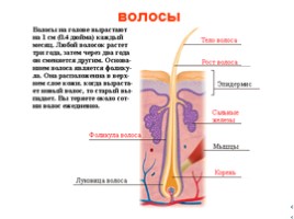 Анатомия человека, слайд 17