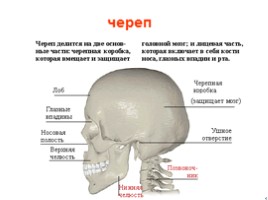Анатомия человека, слайд 4