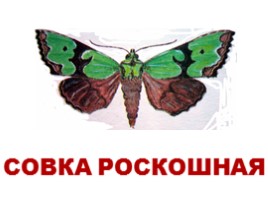 Бабочки Европы и России (иллюстрации для младшего школьного возраста), слайд 4