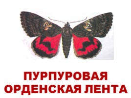 Бабочки Европы и России (иллюстрации для младшего школьного возраста), слайд 5