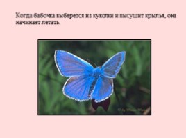 Развитие бабочки, слайд 12