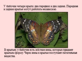 Развитие бабочки, слайд 14