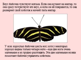 Развитие бабочки, слайд 16
