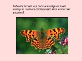 Развитие бабочки, слайд 3