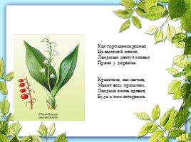 Лекарственные растения Калужской области, слайд 10