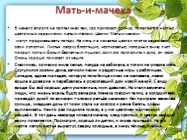 Лекарственные растения Калужской области, слайд 7