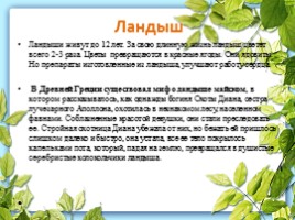 Лекарственные растения Калужской области, слайд 9