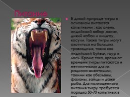 Тигры, слайд 7