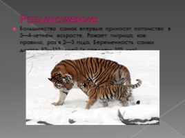 Тигры, слайд 9