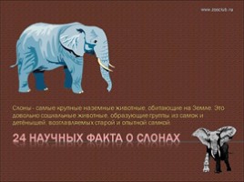 24 научных факта о слонах, слайд 1