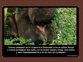 24 научных факта о слонах, слайд 16