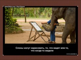24 научных факта о слонах, слайд 19