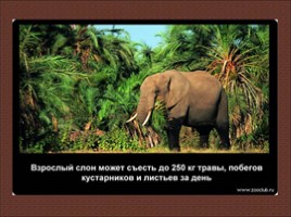 24 научных факта о слонах, слайд 22