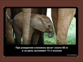 24 научных факта о слонах, слайд 23