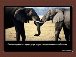 24 научных факта о слонах, слайд 25