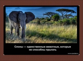 24 научных факта о слонах, слайд 3