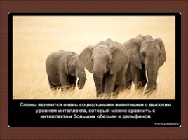 24 научных факта о слонах, слайд 5