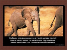 24 научных факта о слонах, слайд 6