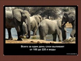 24 научных факта о слонах, слайд 8