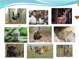 Проект «Разнообразие природы Забайкальского края», слайд 8