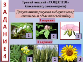 Урок биологии 6 класс «Строение и многообразие покрытосеменных растений», слайд 24
