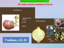 Урок биологии 6 класс «Строение и многообразие покрытосеменных растений», слайд 7