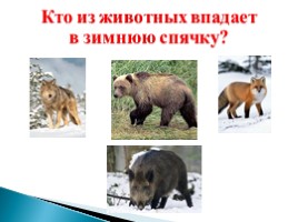 Дикие животные в зимнем лесу, слайд 18