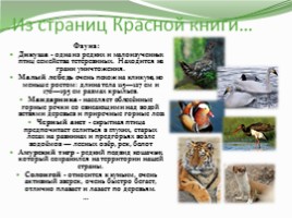 Классный час «2017 год экологии и особо охраняемых природных территорий», слайд 7