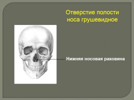 Опорно-двигательный аппарат - Скелет головы и туловища, слайд 22