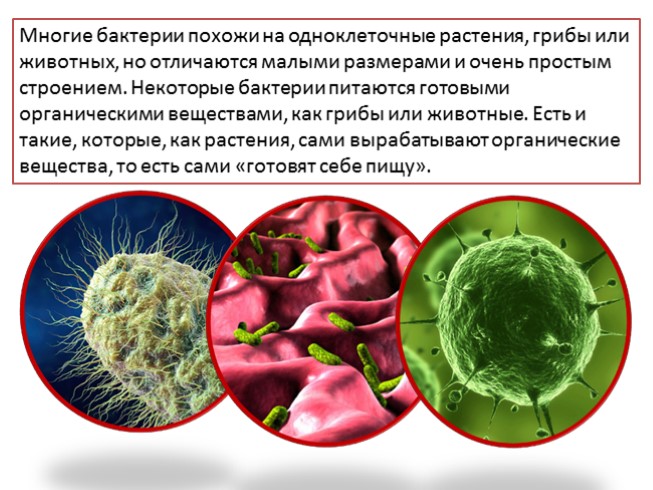 Презентация - О бактериях