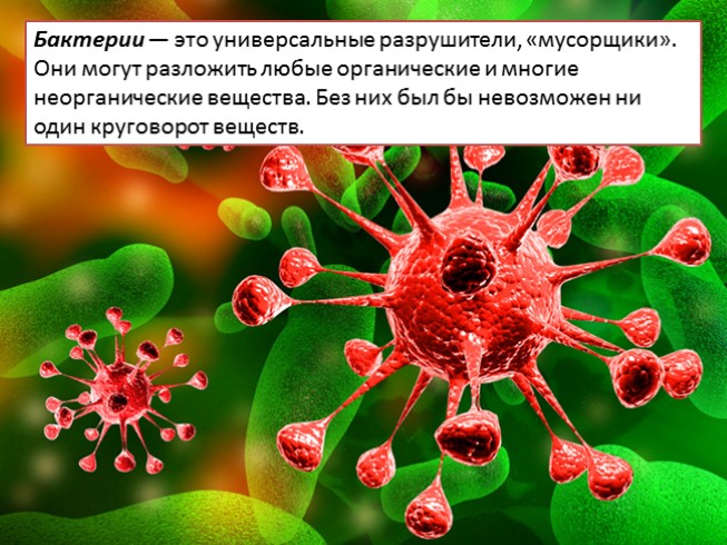 Презентация - О бактериях