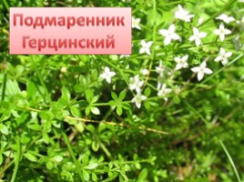 Растения Красной книги Ленинградсокй области, слайд 10