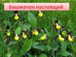 Растения Красной книги Ленинградсокй области, слайд 2